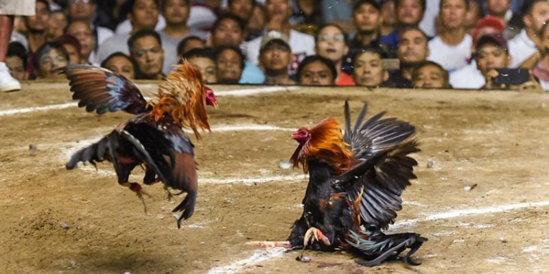Cách để tân binh nhận diện thế gà đá xạ hiệu quả